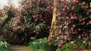 A mass of Camellias