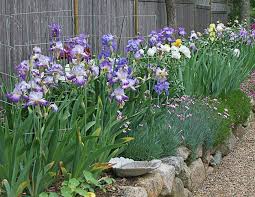 A mass of Irises