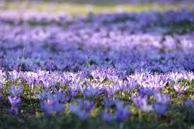 A mass of autumn crocus