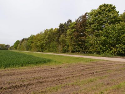  A mature shelter belt.