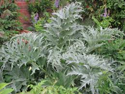 Architectural plants of artichokes