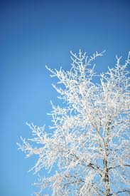  Bare tree branches with frost