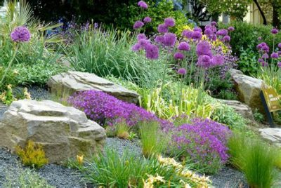 Bulbs in a rock garden.