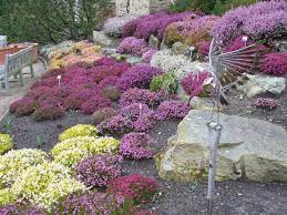  Mixed, heather planting
