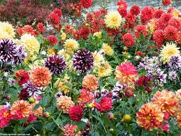 on mass Dahlias