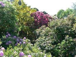  Spring and Summer flowering shrubs