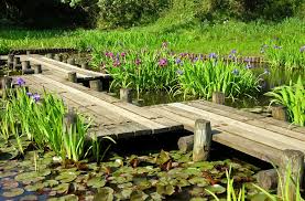 stunning ornamental pond planting