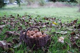  The Bounty of the Autumn