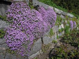  tumbling plants over a wall