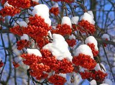 Winter berries