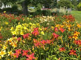  Hemerocallis a splash of different colours