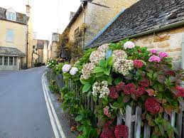  A mass of Hydrangeas.