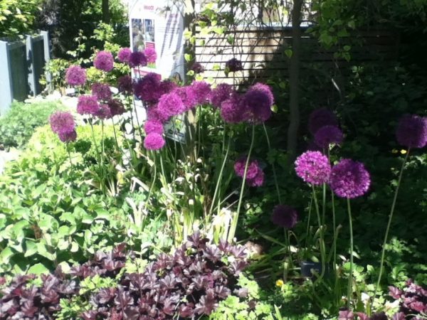 Allium hollandicum 'Purple Sensation'