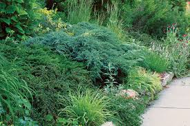  Conifers adding green texture to a mixed border