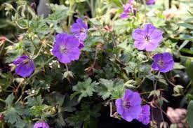 Geranium 'Rozanne'