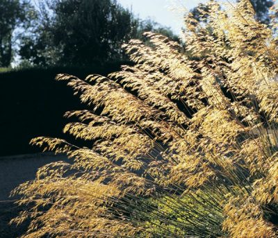 Stipa gigantea