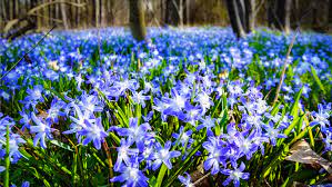 A mass of Chionodoxa planted under trees.