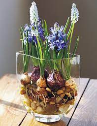Get creative with indoor bulb planting