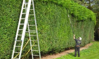 hedge cutting