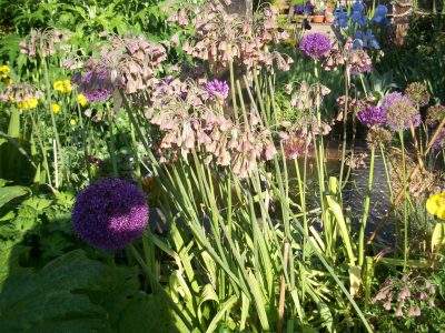 Nectaroscorum sisculum ans Allium hollandicum 'Purple Sensation