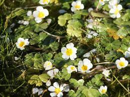  Ranunculus aquatilis