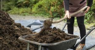 Digging out rotted compost from the compost bin ready for use