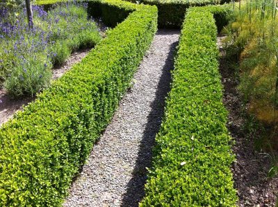  small hedges, for edging.