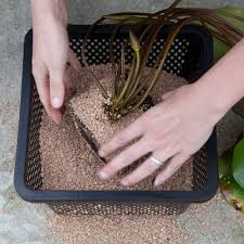  Planting pond plants in an aquatic planting basket