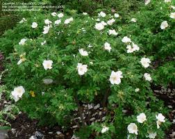 R. Rugosa alba. Rugosa