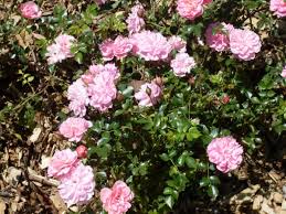 R. Pink bells .Groundcover