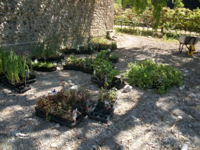  pond plants arrive.