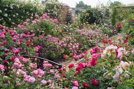 Roses at David Austin garden-and-plant-centre