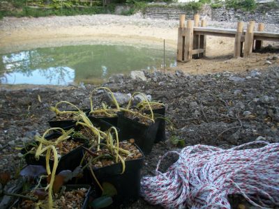 lily baskets ready for planting with planting ropes.