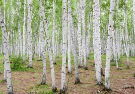 Mass of birch with sliver trunks