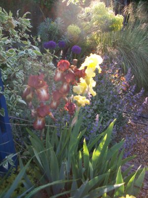 Iris Berkley Gold, Iris Kent Pride and Allium Globe Master
