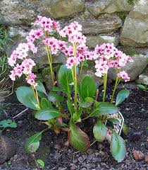 Berginia'Bressingham Salmon'