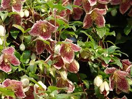  C. cirrhosa var.purpurascens 'Freckles'