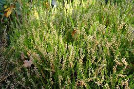  Calluna vulgaris 'Beoley Gold'