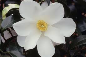 Camellia 'Cornish Cream'