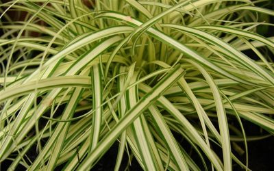 Carex oshimensis 'Evergold'