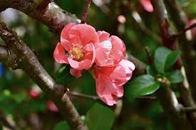  Chaenomeles japonica 'Ma Dame Butterfly'