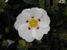 Cistus dansereaui 'Decumbens'