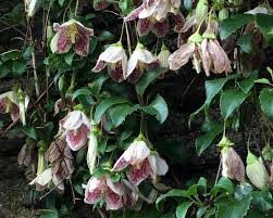  Clematis cirrhosa var. purpurascens 'Freckles'