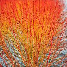  Cornus sanguinea 'Midwinter Fire'