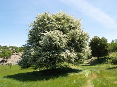 Crataegus monogyna