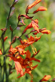  Crocosmia x crocosmiiflora 'Emily McKenzie'