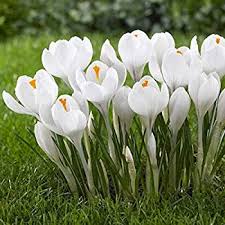 Crocus Joan of Arc