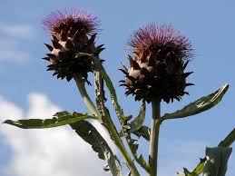 Cynara carduncalus