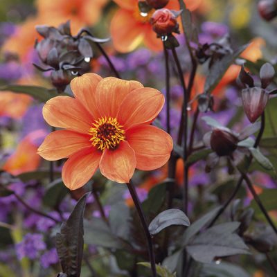 Dahlia 'Bishop of Oxford'