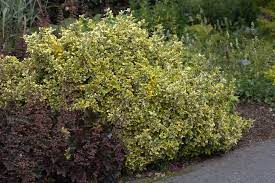  Euonymus fortunei 'Emerald and Gold'